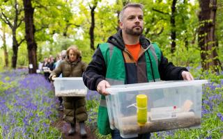 Back in the wood: harvest mice are released at Perivale