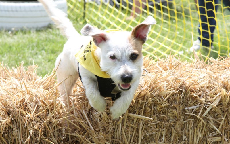 Dogs Trust Harefield Gears Up For Annual Fun Day