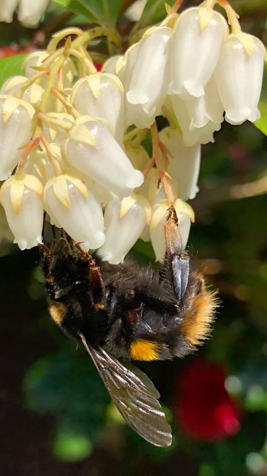 Bees are back, the new normal. Picture: Johanne De Luca