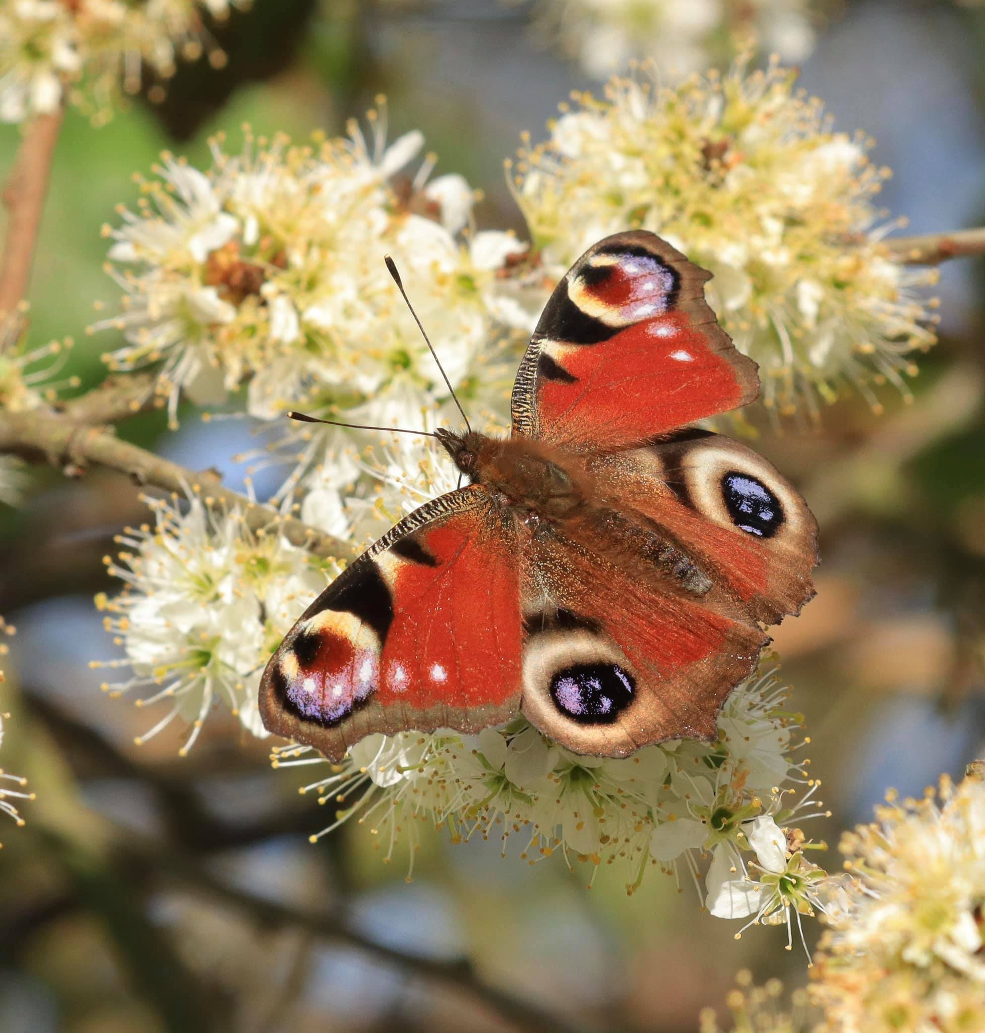 Peacock butterfly on Blackthorn blossom in Cassiobury Park nature reserve. Picture: Stephen Smith