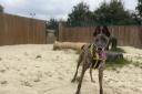 Looking for a home: Duke the greyhound