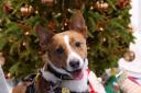 Three ways to support Harefield dogs in care this Christmas