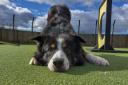 Keep me cool, man: Noah, the border collie cross, wants to avoid the heat