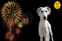 Keeping your dog safe during fireworks, by Harefield experts