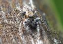 Leaping to victory: Will's jumping spider, pictured at Alderglade nature reserve