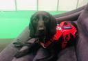 Joining the ranks: Gracie, the springador, is learning to work with traumatised servicemen and 999 staff
