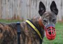 Chaser: Duke wears a muzzle to protect small, fluffy animals