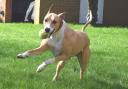 Full of beans: but not all dogs needing a home are as lively as Bryn