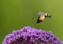 Great picture: Hummingbird Hawk Moth by Keith Gypps, a winner in Wild Snaps 2022