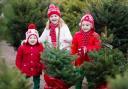 Trees aplenty: you can buy yours at the Hillingdon rural activities centre