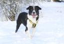Fun in the snow: there are also dangers for your pets