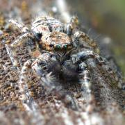 Leaping to victory: Will's jumping spider, pictured at Alderglade nature reserve
