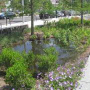 Run-off: rain gardens collect surface water after flash flooding