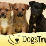Beware: smuggled puppies could have health issues