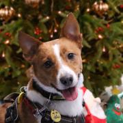 Three ways to support Harefield dogs in care this Christmas