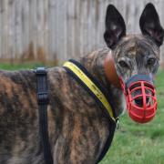 Chaser: Duke wears a muzzle to protect small, fluffy animals