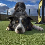 Keep me cool, man: Noah, the border collie cross, wants to avoid the heat