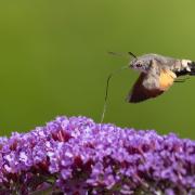 Great picture: Hummingbird Hawk Moth by Keith Gypps, a winner in Wild Snaps 2022