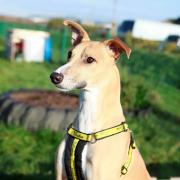 Bond with Biggles: lurchers are loyal and affectionate
