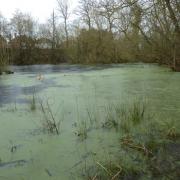 Haven: wetland at The Grove. Picture by London Wildlife Trust