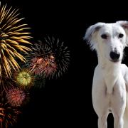 Keeping your dog safe during fireworks, by Harefield experts