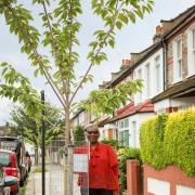 Hillingdon people invited to sponsor a tree in their road