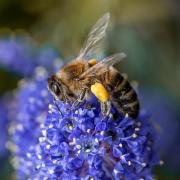 Winner: Honeybee by Lesley Fidell