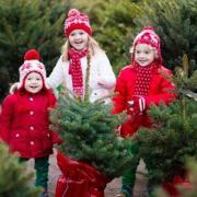 Trees aplenty: you can buy yours at the Hillingdon rural activities centre