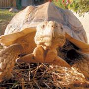 Time to go to sleep: Make sure your tortoise is hibernation fit