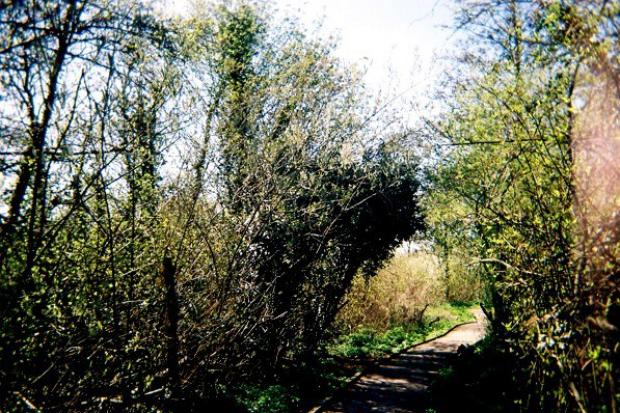 Beware if you dare: The woods on Hanger Lane